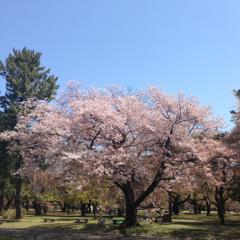 ダイカイザー(AKB48gHKT48)