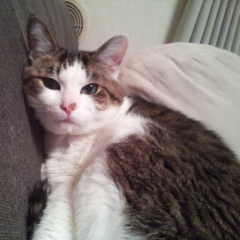 乃木坂46⊿ 西野七瀬 齋藤飛鳥 箱推し DD