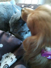 shizuka_Dream-Loveのトーク