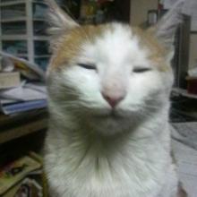 h.shiwaku