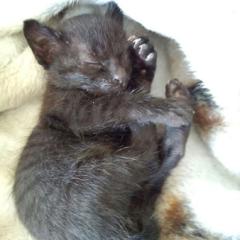 パニック障害、猫大好き、浜崎あゆみ大好き♡