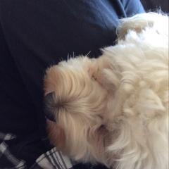 友人から子犬を預かったのだが,,,