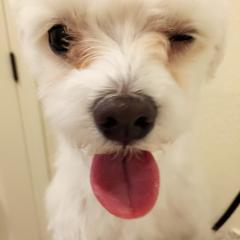 小悠のトーク
