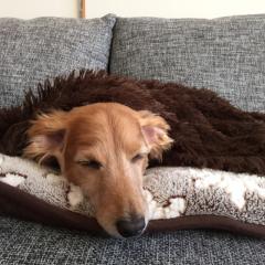 みみ❁.*⋆✧のトーク