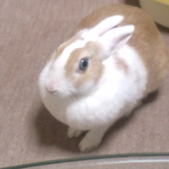 愛ラブ長渕
