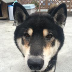 しゅーのトーク