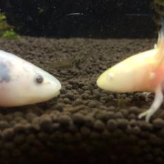 だいち