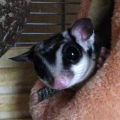 はるこま