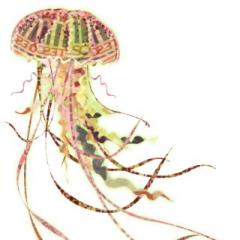 jellyfish