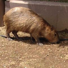 アップルソルト