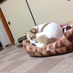 ハープスターk.y