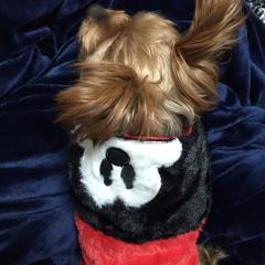 波乗りジョニー