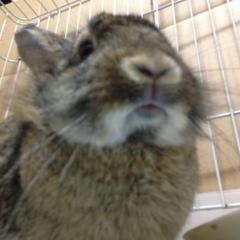 てんてん🐰。