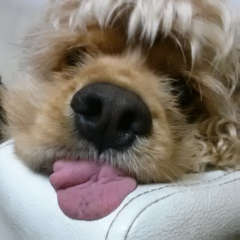 せな