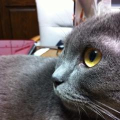 なんでもしゃべりますー（＾∇＾）