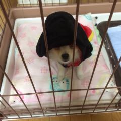 かったーないふのトーク