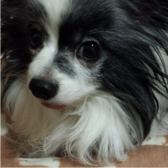 にゃんにゃんのトーク