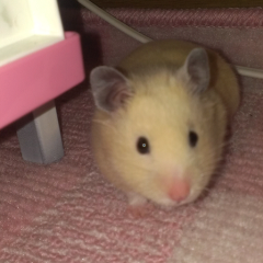 きたかぜのトーク