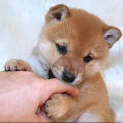 モンスト ☞ あなたのストライカー別クエスト教えて！