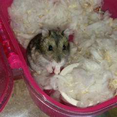 ﾊﾑﾁｬﾝｽﾞのﾏﾏのトーク