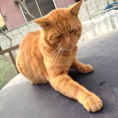 猫大好き😊😄