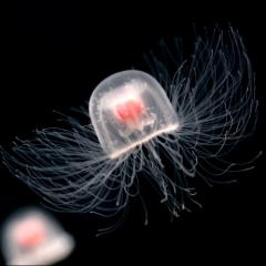 なぎさのトーク