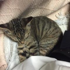 タクール小迫 利士