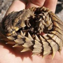 WCCF彼女募集中2