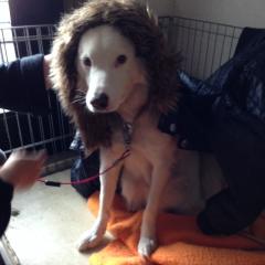 タコス@熱田神宮