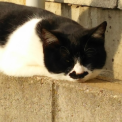 ミカエルのトーク