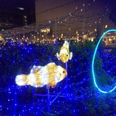 カクレクマノミ