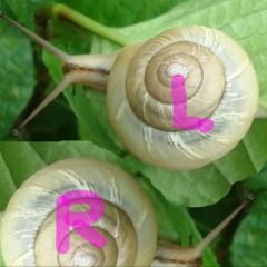 ヌッピョンのトーク