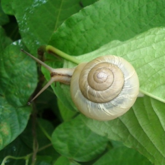 教えて！ヌッピョン！🐌