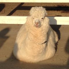 しげぞーのトーク