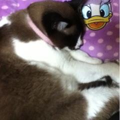 katou