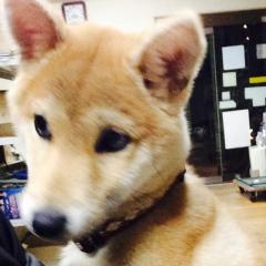 はるのトーク