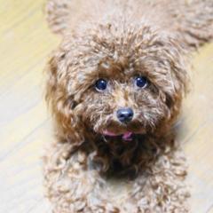 しーん