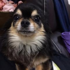 犬好きな人良ければどうぞ♪