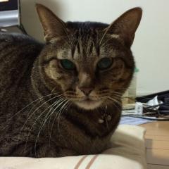 どやさのトーク