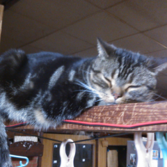 ネコキチのトーク