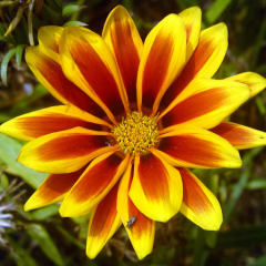 ヴィナラーチビ猿☆天使のみゆゆんのトーク