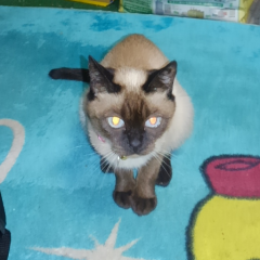 幸