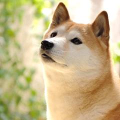 たいちゃん@柴犬