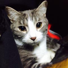 キャットトーク〜