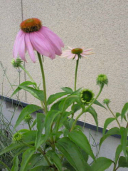 パソコン、アロマテラピー、リラックマ好きさん気軽にコメント宜しく