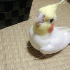 こたつ