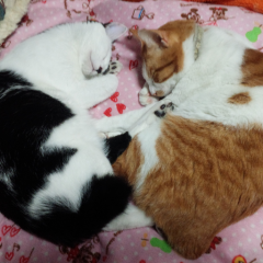 よろしく(๑•́ ₃ •̀๑) ナッチのトーク