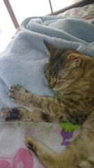 イブ@蓮様永遠の箱推し