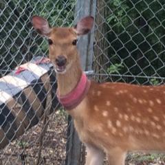 ホイス・グレイシー