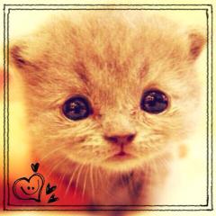 ひな ͛♡꒰ू･･ﾐ ͛꒱ ͟͟͞